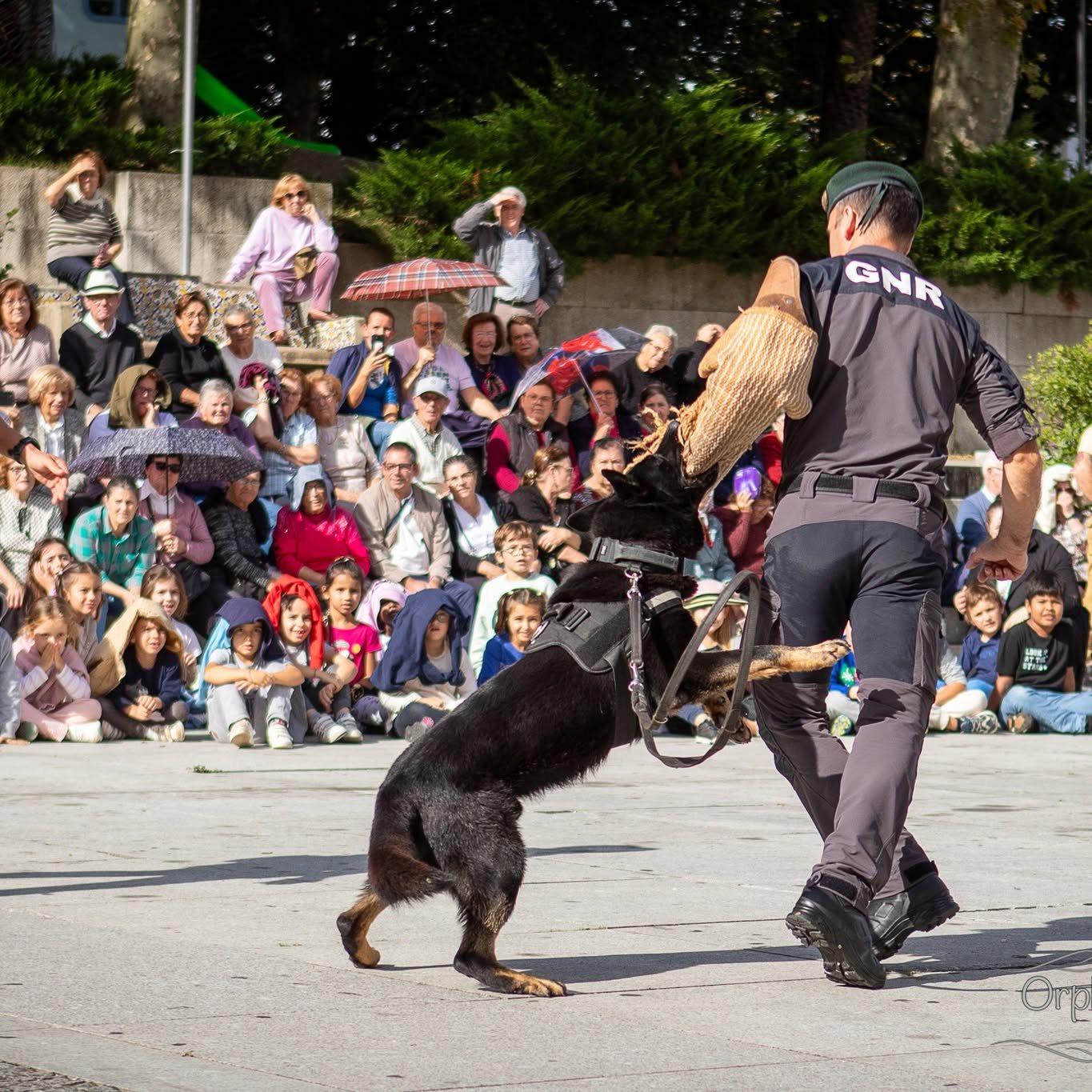 Cão de intervenção da GNR em pleno exercício, com bancada cheia ao fundo